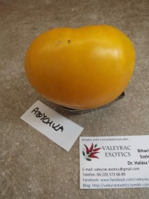Csodalámpa paradicsom - Paradicsom különlegességek az Egzotikus Növények Stúdiója kínálatából